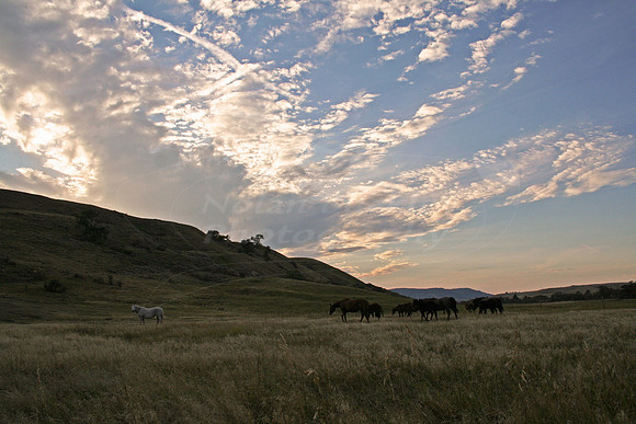 dalton horses 103 copy
