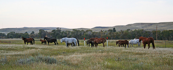 dalton horses 097 fin