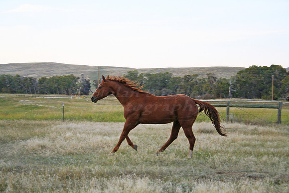 dalton horses 111 copy