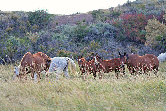 dalton horses 132