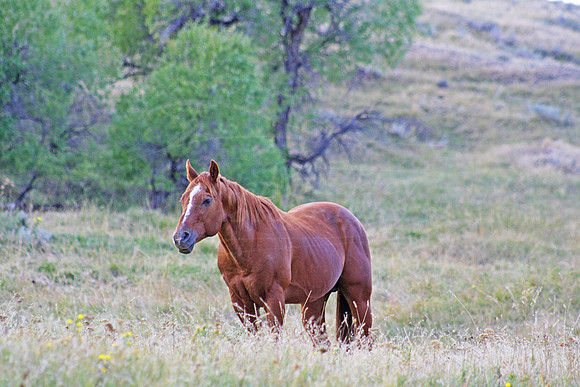 dalton horses 137 copy
