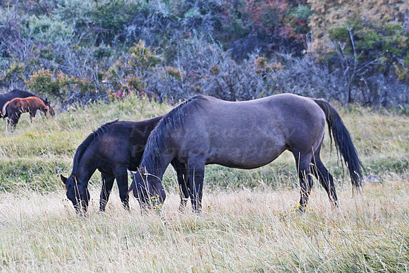 dalton horses 153 fin